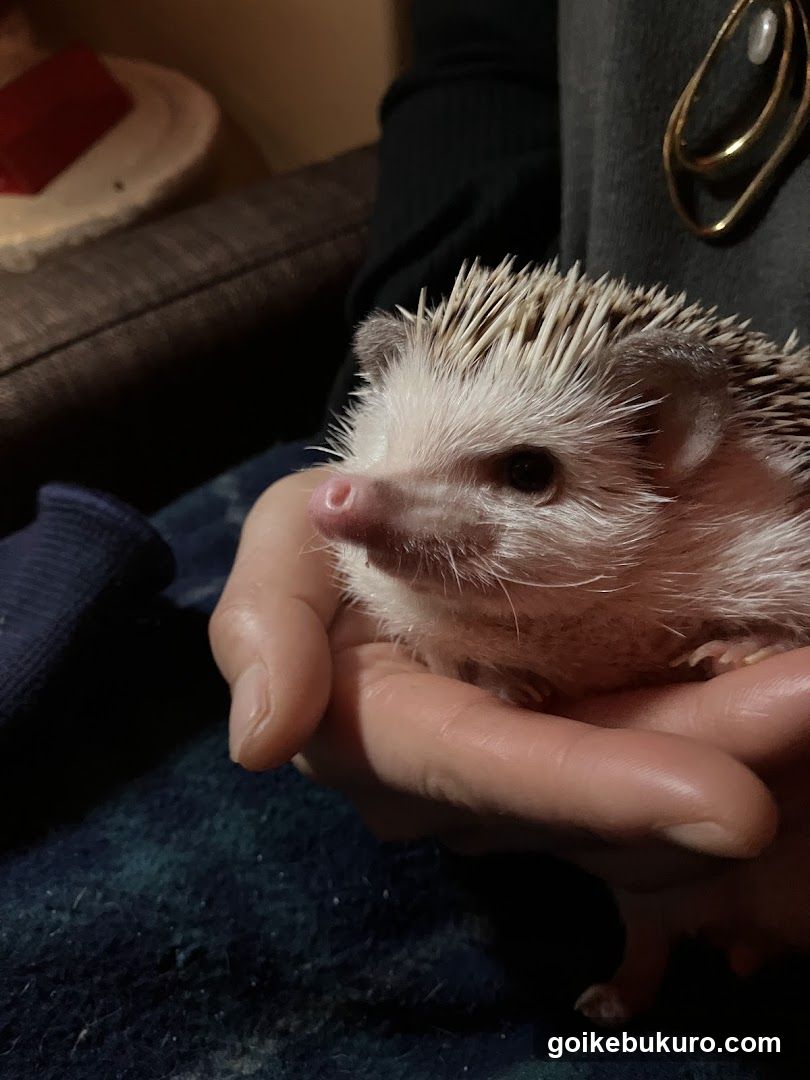 午前2時のハリネズミさん
