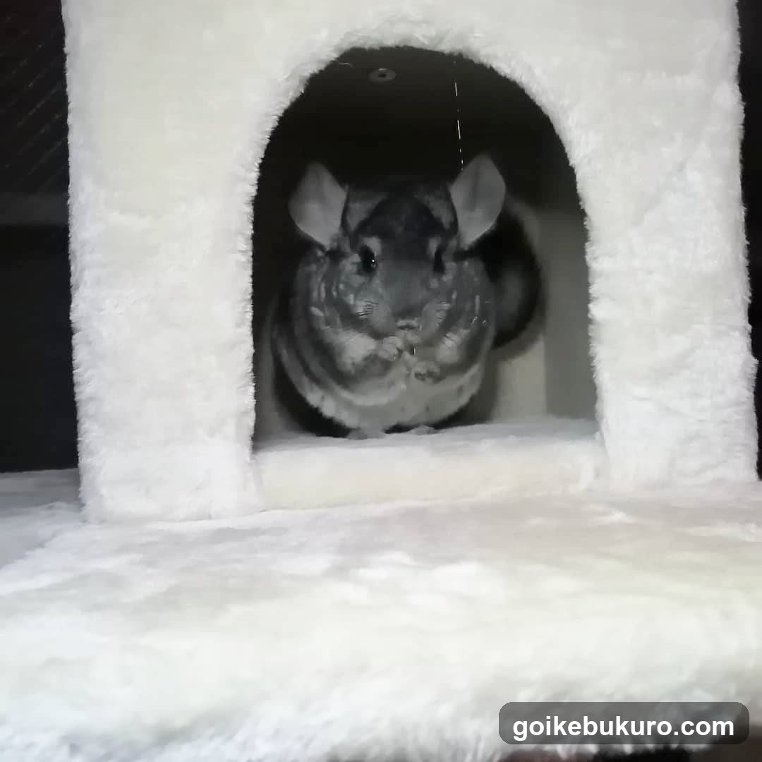 午前2時のハリネズミさん