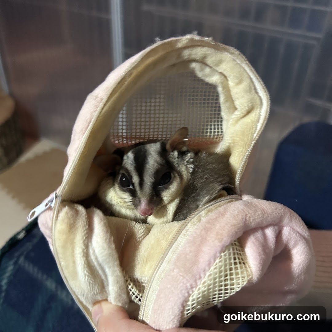 午前2時のハリネズミさん