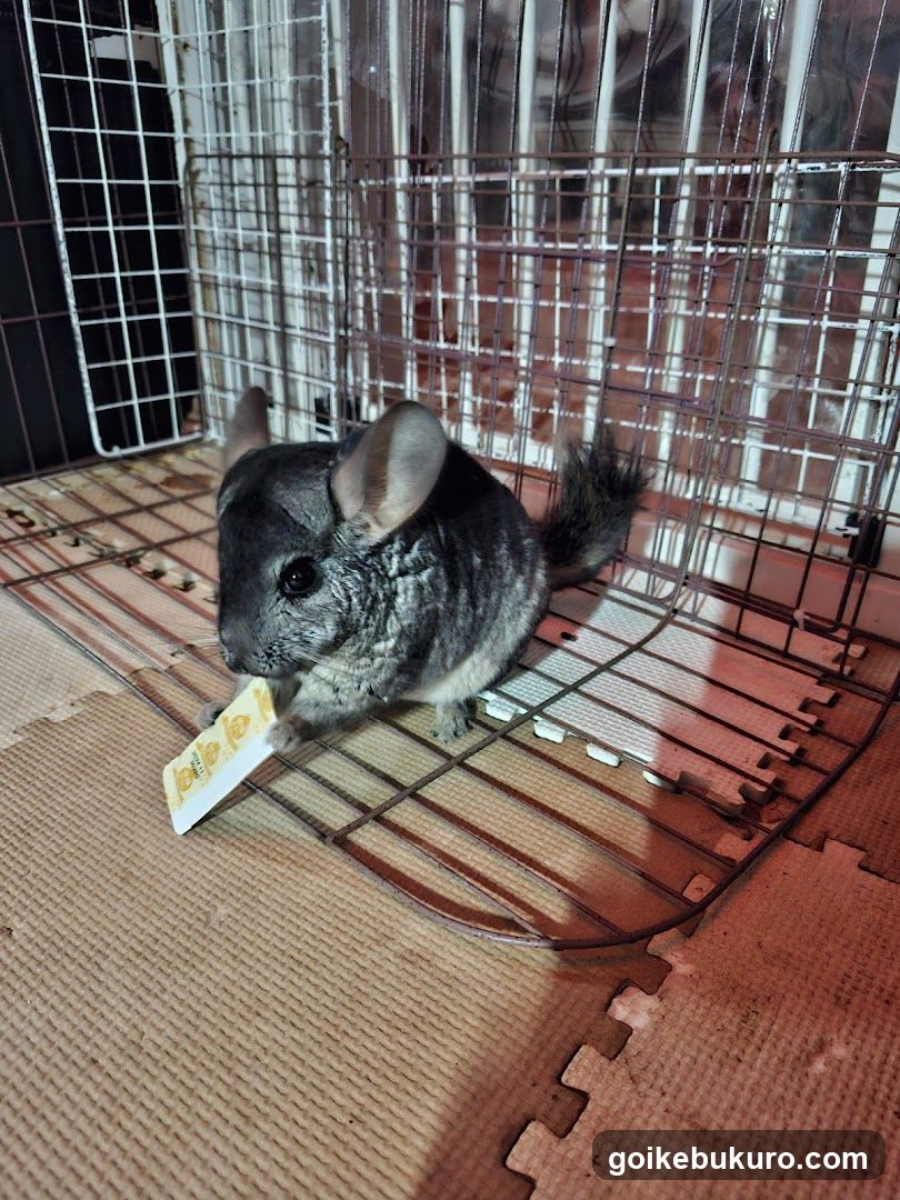 午前2時のハリネズミさん
