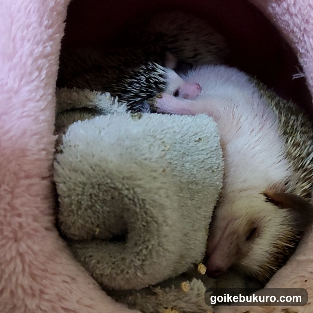 午前2時のハリネズミさん
