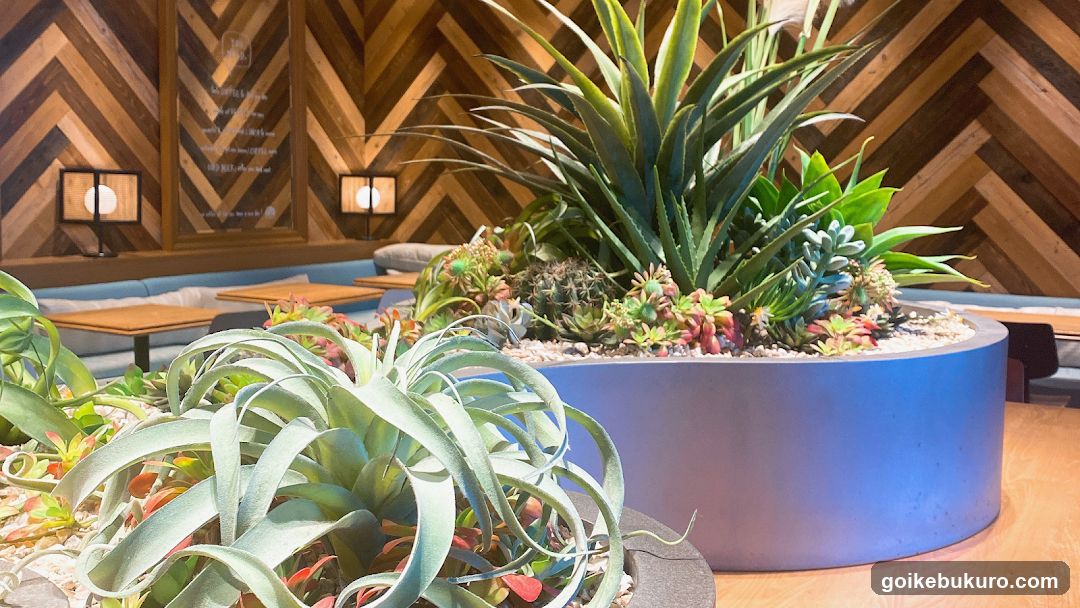 Indoor Succulent Display