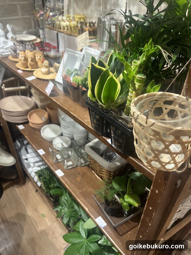 Indoor Plant and Home Decor Display