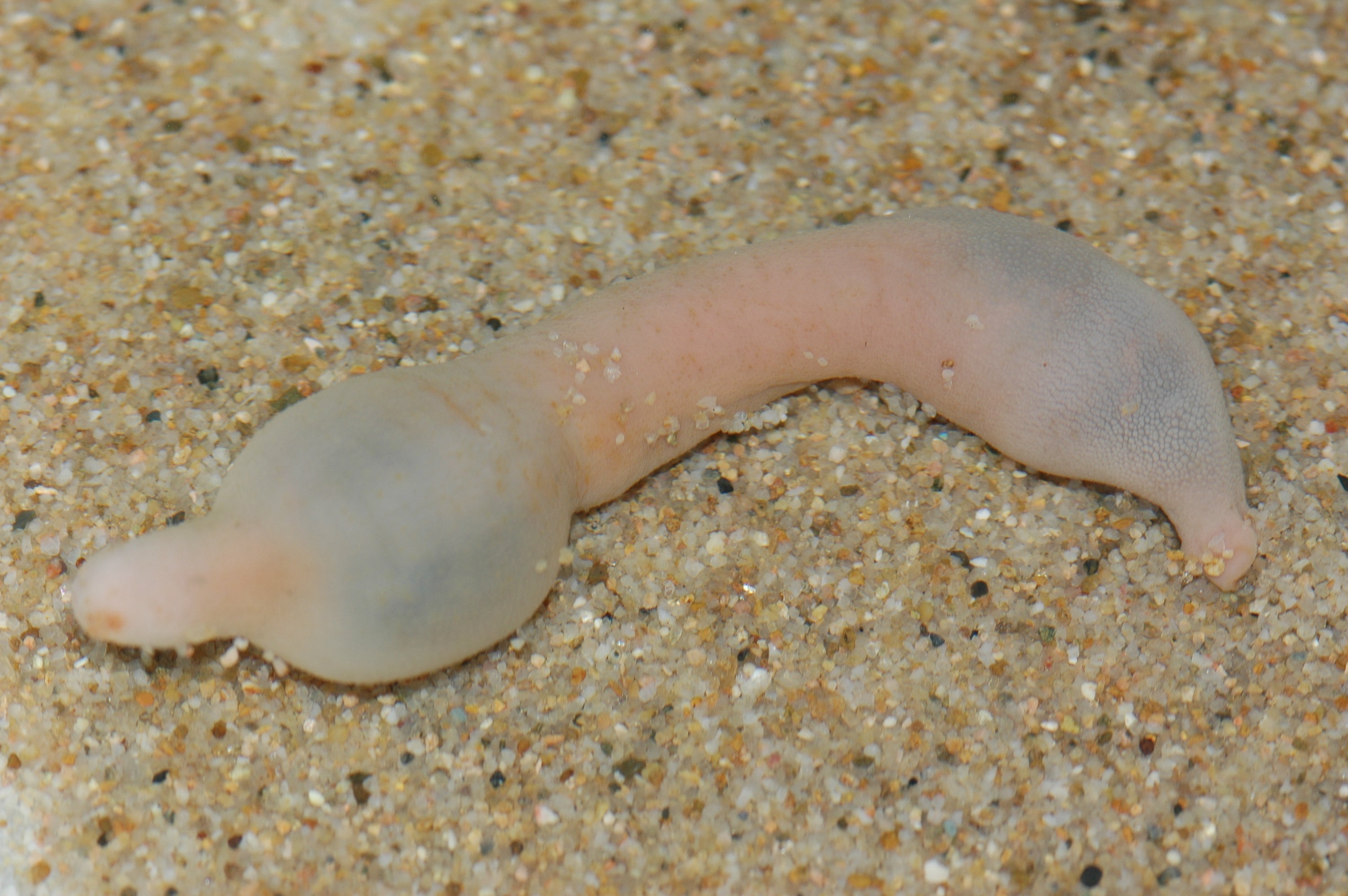 Spoon worm (yumushi) in a special tank